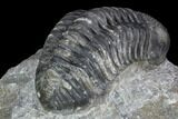 Pedinopariops Trilobite - Mrakib, Morocco #126319-5